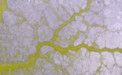 Microscope video of slime mould