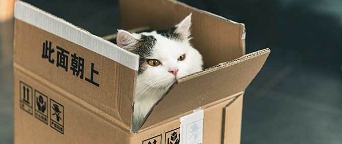 A cat sticks their head out of a parcel box and looks around