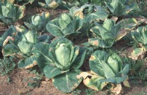 Cabbage field showing Xcc symptoms