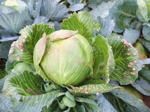 White rust in cabbage