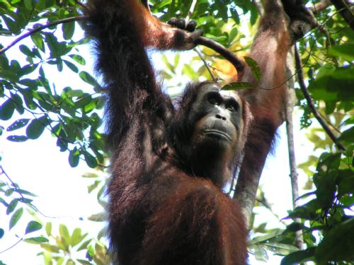 Female Bornean ape