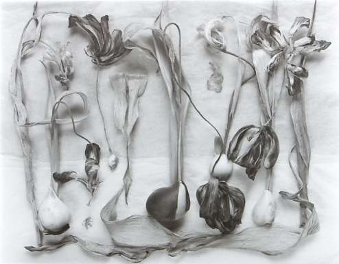 Tulips - The Generations No 4 by John Blakemore