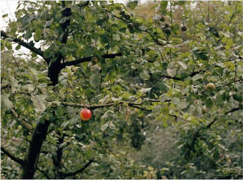 Apple Tree, Netherlands Museum, Arnhem, The Netherlands, 2004