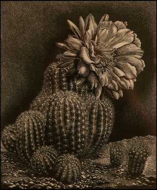 Cactus by William T Rawlinson
