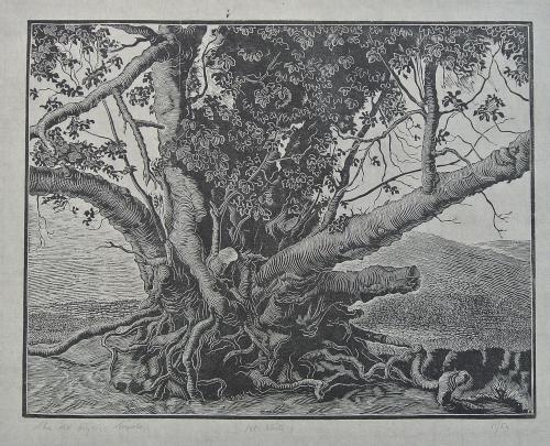 The Old Fig Tree, Tripoli, North Africa by William T Rawlinson