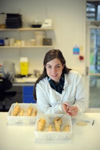 PhD student Lauren Chappell is studying the genetics of parnsips