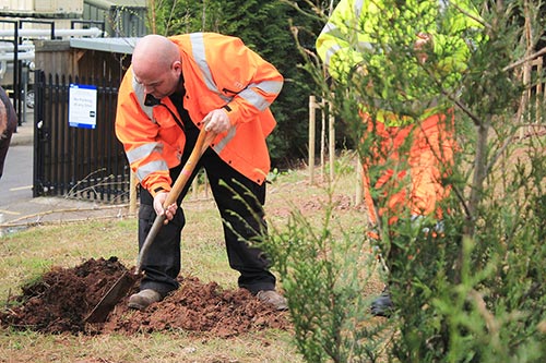 Photo of gardener at work planting a tree