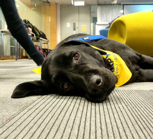 Black labrador lay relaxed on floor in Teaching Grid