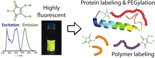 Conjugation-Induced Fluorescent Labeling of Proteins and Polymers Using Dithiomaleimides